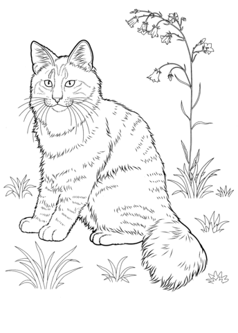 Norwegian Forest Cat  Coloring page