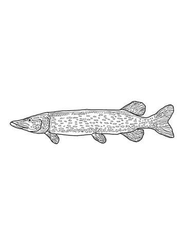 Northern Pike Coloring page