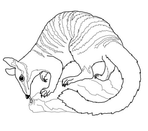 Numbat Coloring page