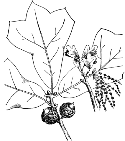Blackjack oak branchlet Coloring page