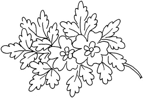 Oak Blossoms Coloring page