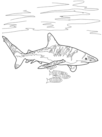 Oceanic Whitetip Shark Coloring page
