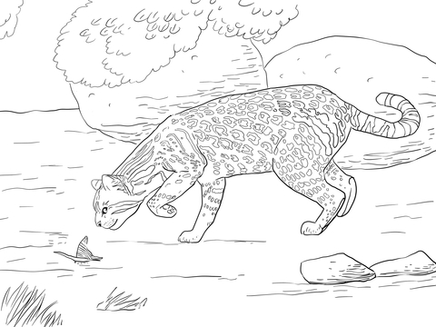 Ocelot and Butterfly Coloring page
