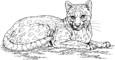 Ocelot Wild Cat Coloring page