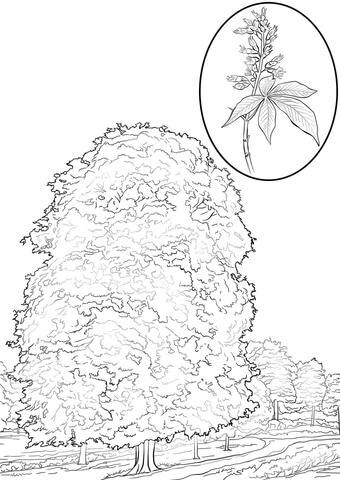 Horse chestnut Coloring page