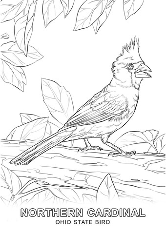 Ohio State Bird Coloring page