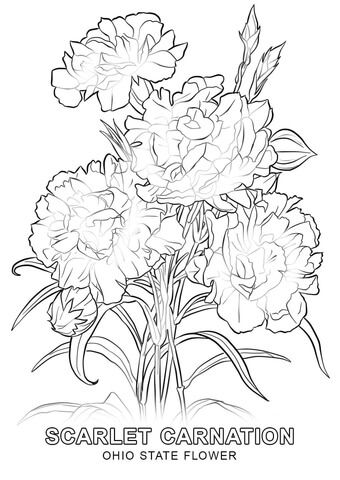 Ohio State Flower Coloring page