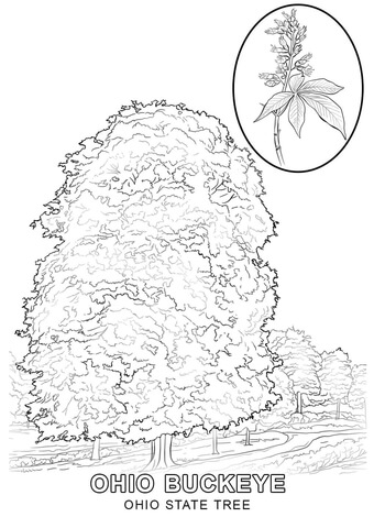 Ohio State Tree Coloring page