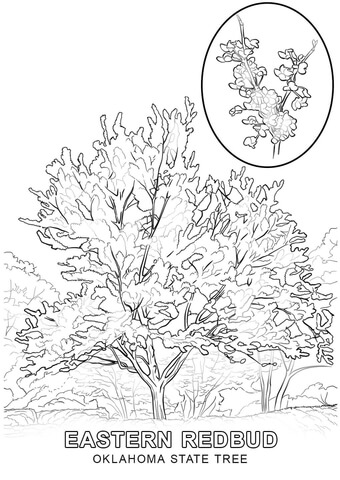 Oklahoma State Tree Coloring page