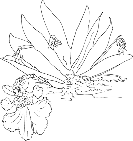 Oncidium Pusillum or Dancing Lady Orchid Coloring page