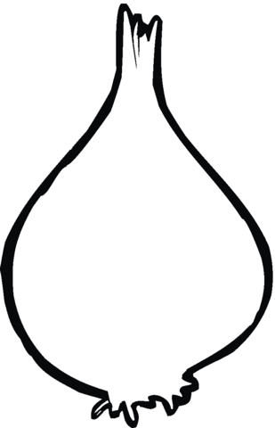 Onion outline Coloring page