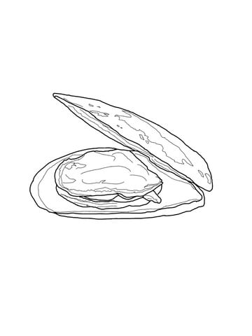Open Mussel Coloring page