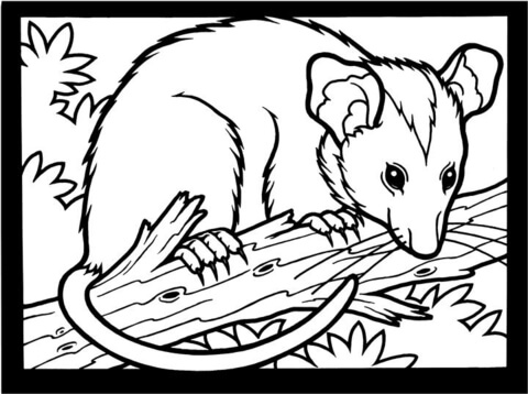 Opossum Coloring page