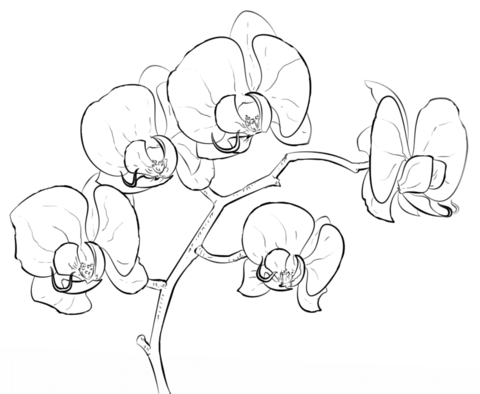 Orchid Coloring page