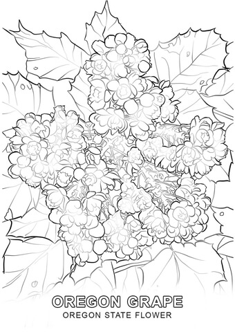 Oregon State Flower Coloring page