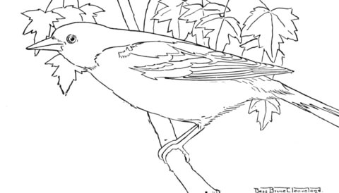 Oriole Bird  Coloring page
