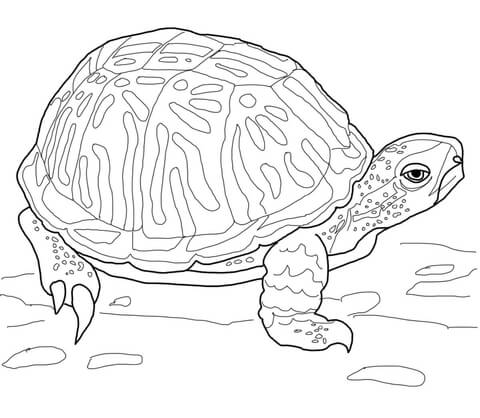 Ornate Box Turtle Coloring page