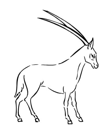 Oryx  Coloring page