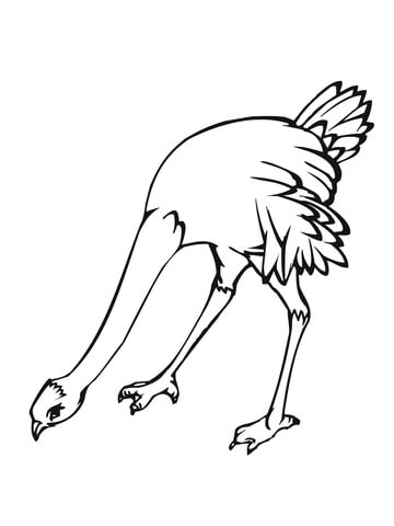Ostrich Bird Coloring page
