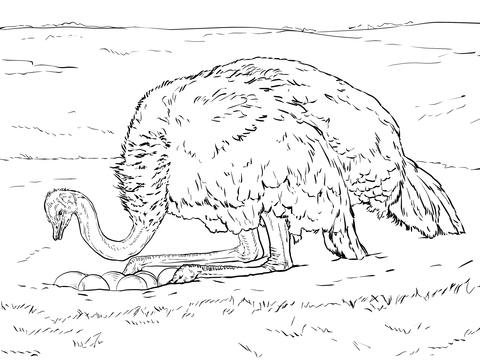 Ostrich on Nest with Eggs Coloring page