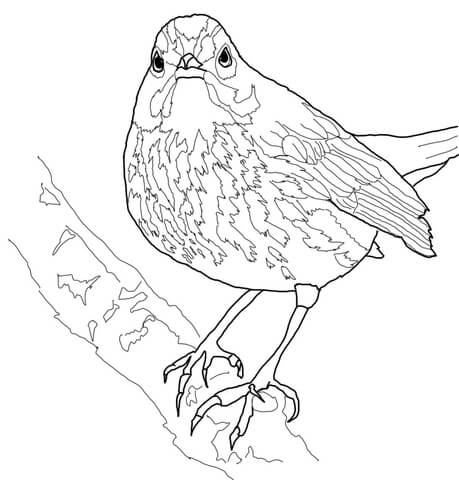 Ovenbird Coloring page