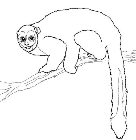 Owl Monkey Coloring page