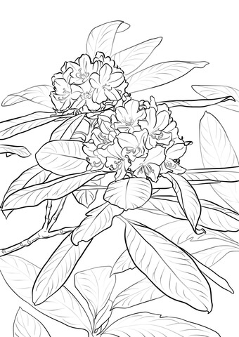 Pacific Rhododendron Coloring page
