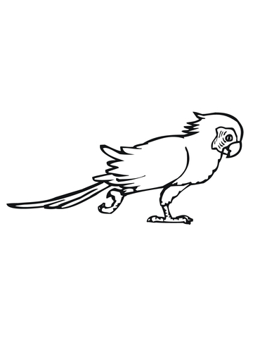 Pacing Parakeet Coloring page