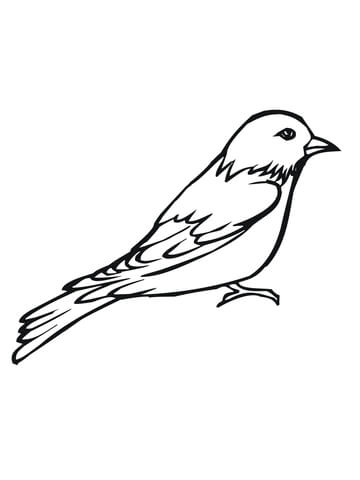 Painted Bunting Coloring page