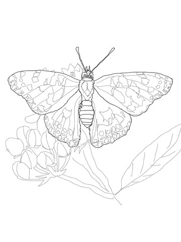 Painted Lady Butterfly Coloring page