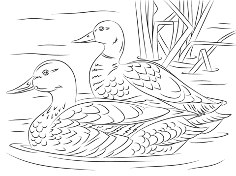 Pair of Mallard Ducks Coloring page