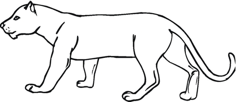 Panther  Coloring page