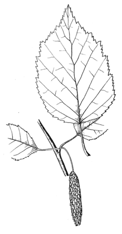 Paper Birch or White Birch or Canoe Birch Leaf Coloring page