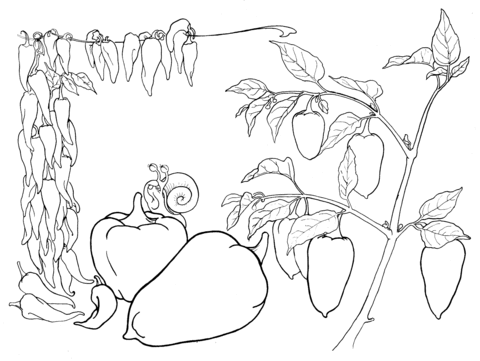 Paprica  Coloring page