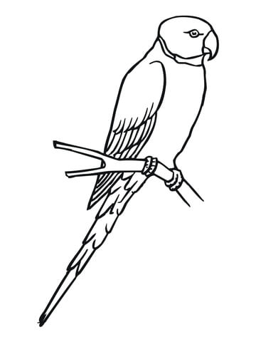 Parakeet Coloring page
