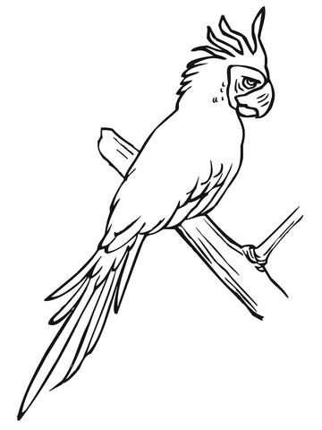 Parakeet Perched on a Tree Coloring page