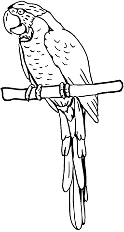 Parrot on Brunch Coloring page