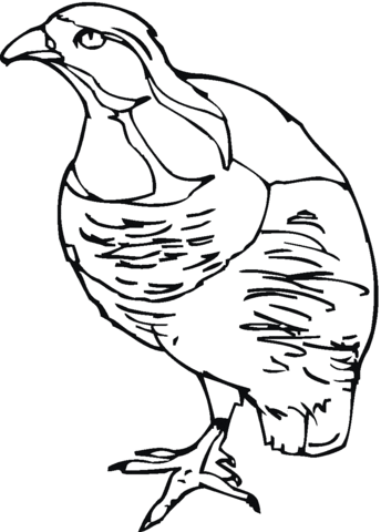 Partridge 3 Coloring page