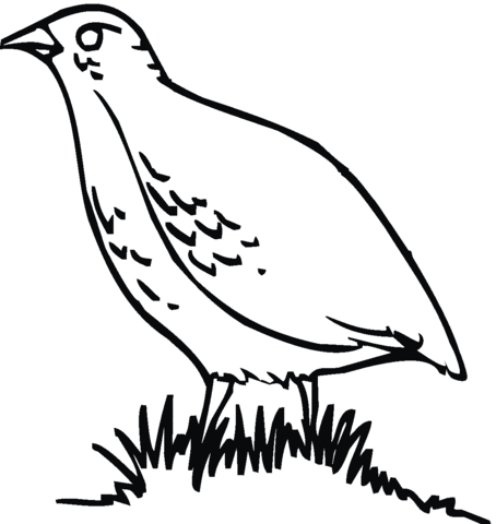 Partridge 4 Coloring page