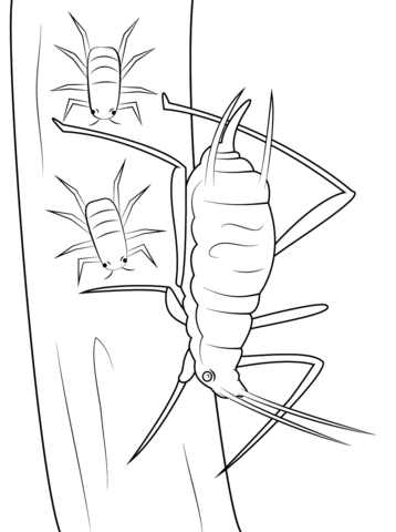 Pea Aphid Coloring page