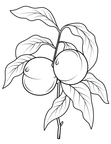 Peach Tree Branch Coloring page