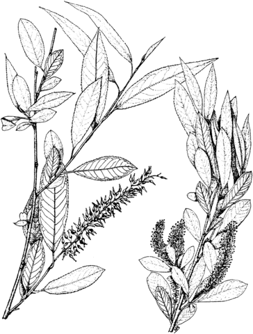 Peachleaf Willow Branchlet Coloring page