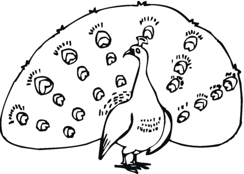 Peacock 13 Coloring page