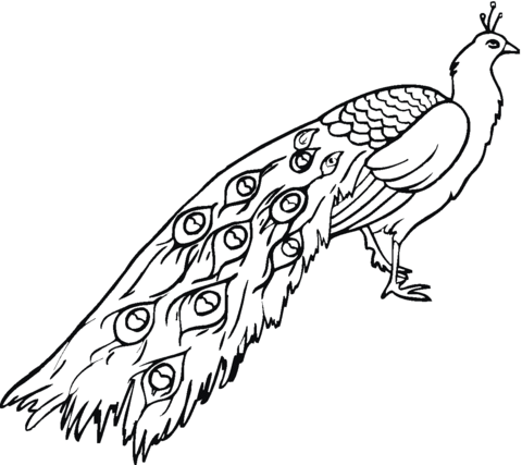 Peafowl Coloring page