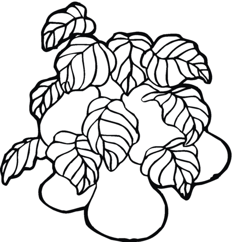 Pear 22 Coloring page