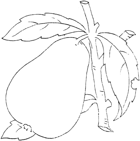 Pear 4 Coloring page