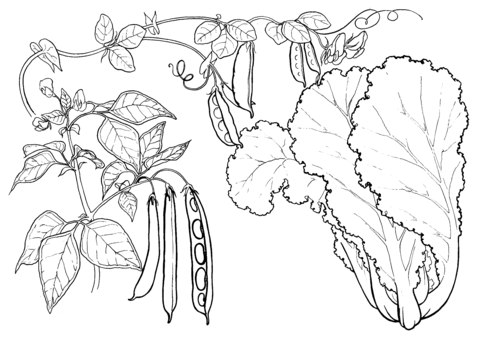 Peas and Cabbage Coloring page