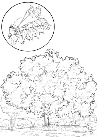 Pecan Tree Coloring page