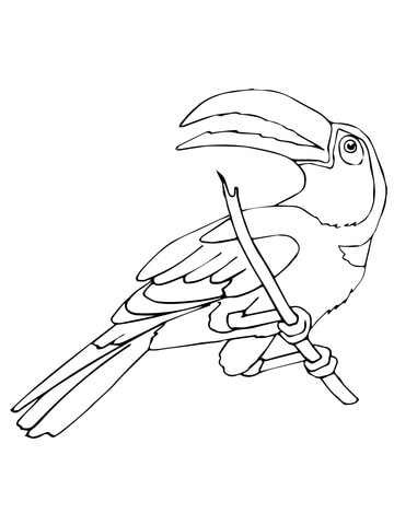 Perched Toucan Coloring page