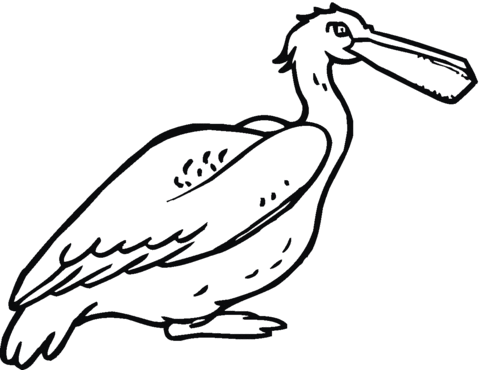 Pelican 10 Coloring page